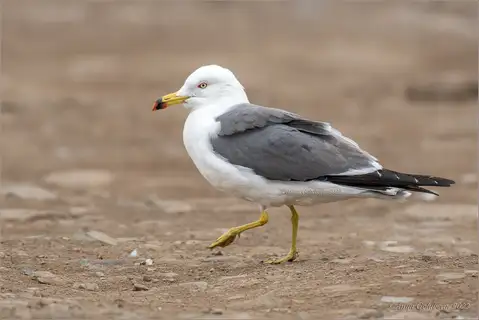 Black-tailed Gull