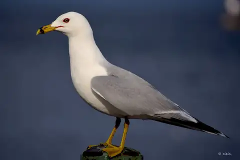Ring-billed Gull