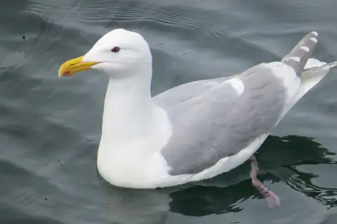 Glaucous-winged Gull