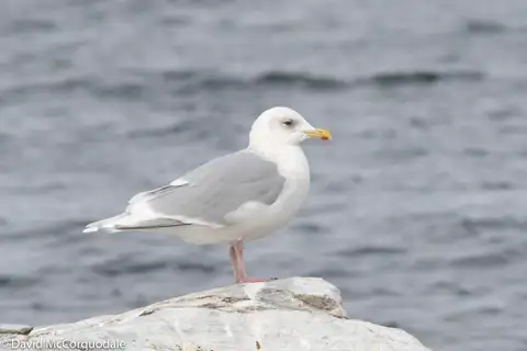 Iceland Gull