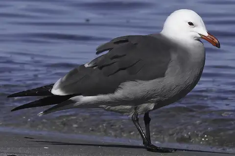 Heermann's Gull