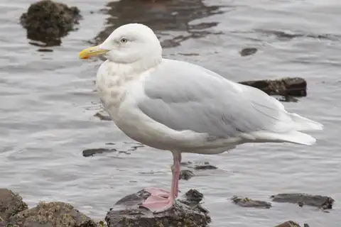 Glaucous Gull