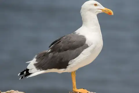 Yellow-footed Gull