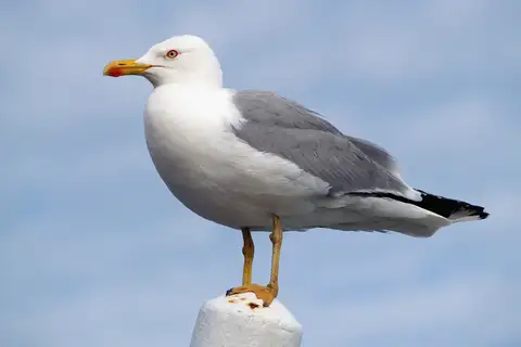 Yellow-legged Gull