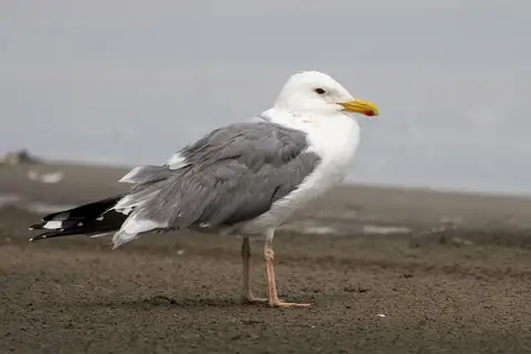 Mongolian Gull