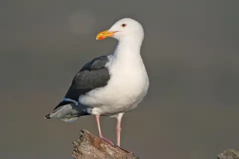 Western Gull