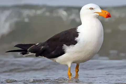 Pacific Gull
