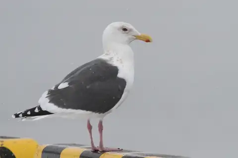 Slaty-backed Gull
