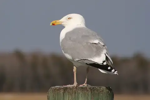 American Herring Gull