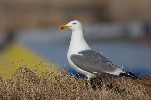 Vega Gull