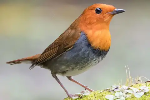 Japanese Robin
