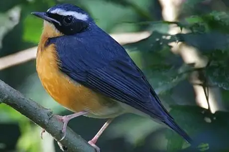 Indian Blue Robin