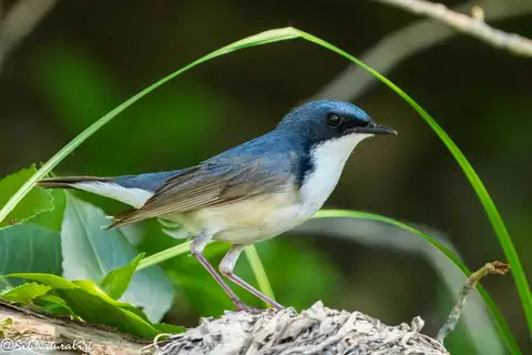 Siberian Blue Robin