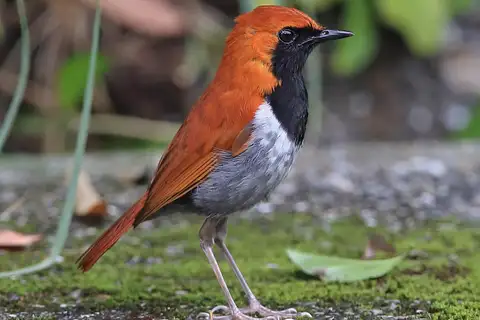 Okinawa Robin