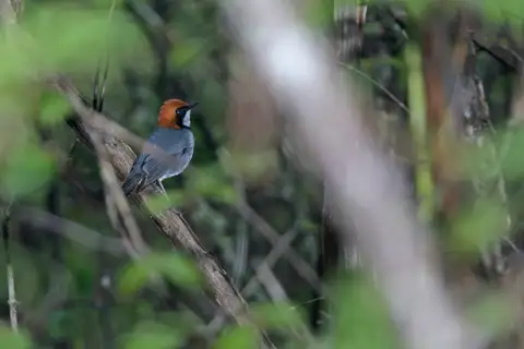 Rufous-headed Robin