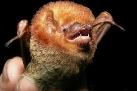 Southern red bat
