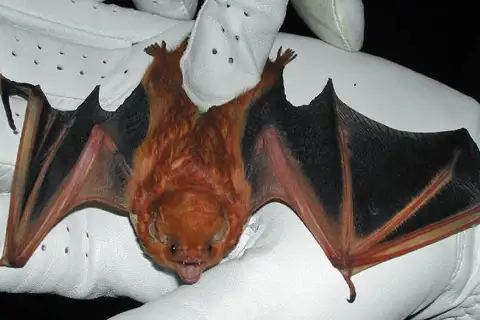 Eastern Red Bat