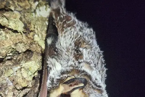 Northern Hoary Bat