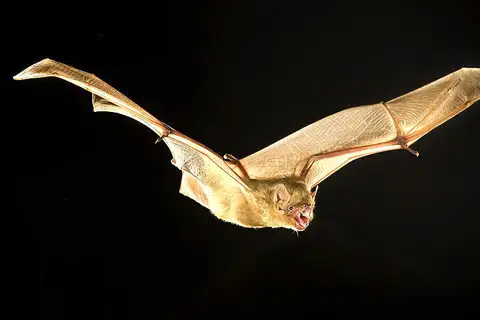 Northern Yellow Bat