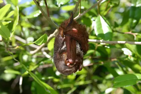 Seminole Bat
