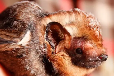 Hawaiian Hoary Bat