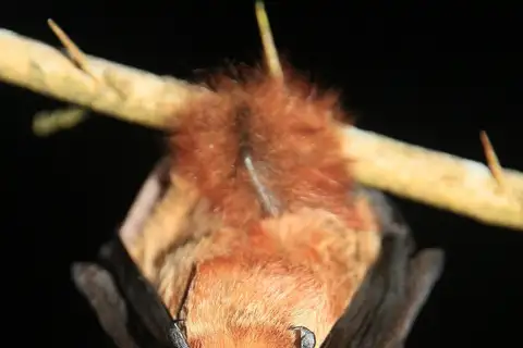 Cinnamon Red Bat