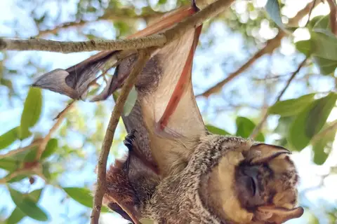 Southern Hoary Bat