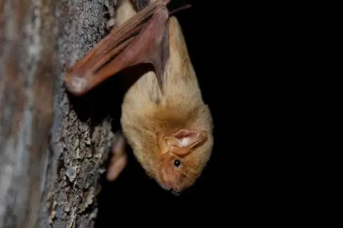 Western Yellow Bat