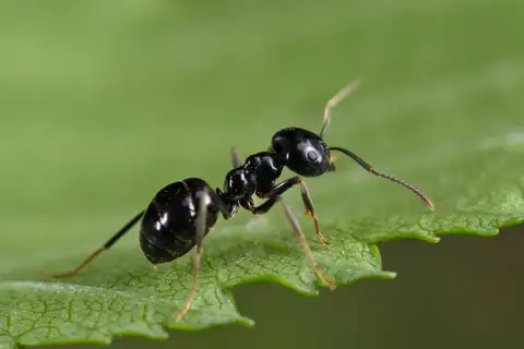 Jet Ant
