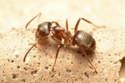 Black Garden Ant