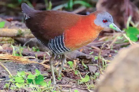 White-throated Crake
