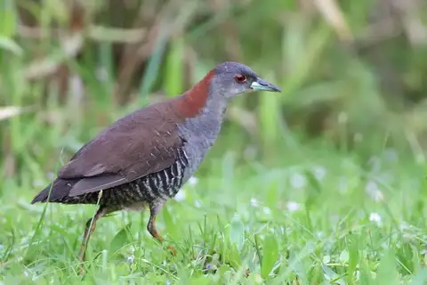 Grey-breasted Crake