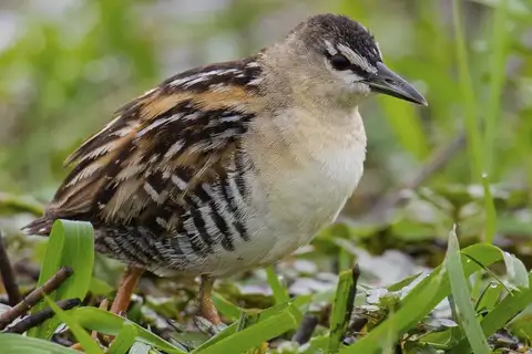 Yellow-breasted Crake