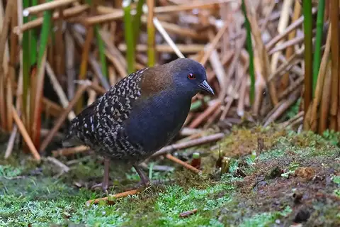 Black Rail