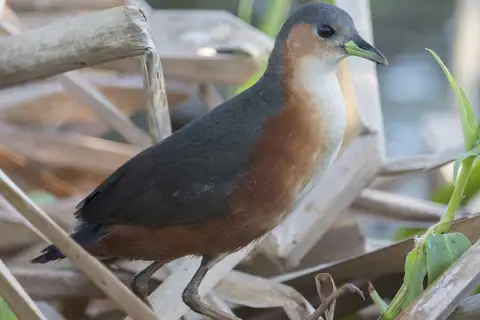 Rusty-flanked Crake