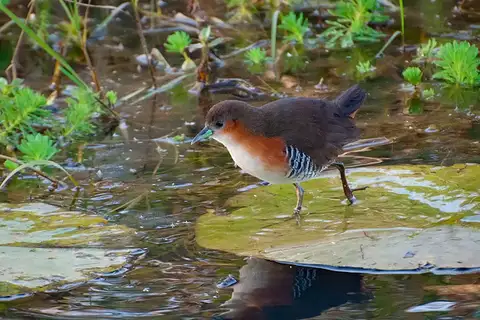 Rufous-sided Crake