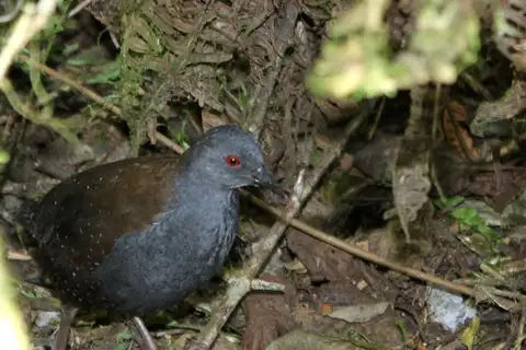 Galapagos Crake