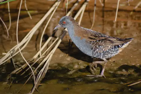 Dot-winged Crake
