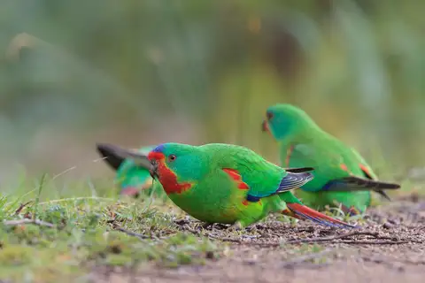 Swift Parrot