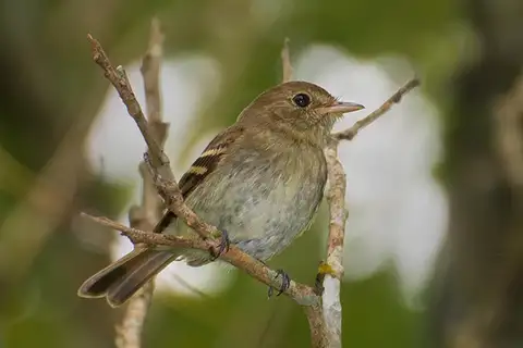 Euler's Flycatcher
