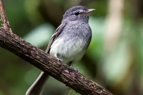 Grey-breasted Flycatcher