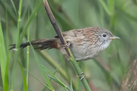 Rufous-vented Grass Babbler