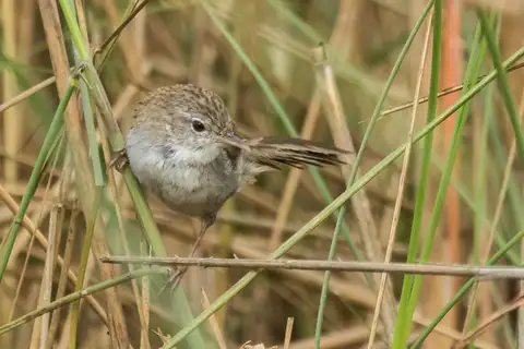Swamp Grass Babbler