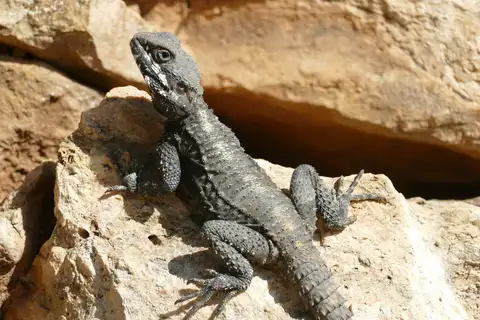 Egyptian Rock Agama