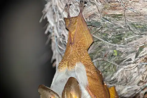 Yellow-winged Bat