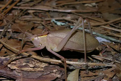Florida True Katydid