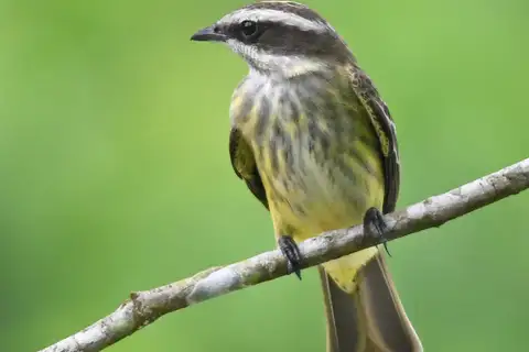 Piratic Flycatcher