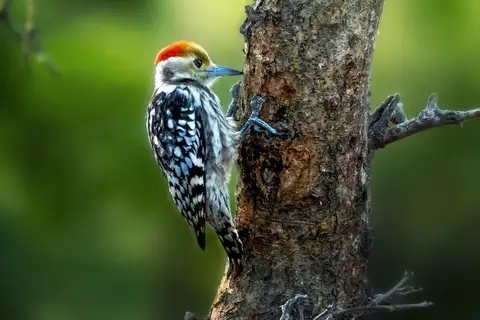 Yellow-crowned Woodpecker