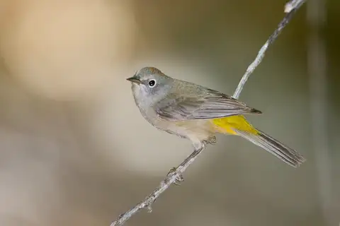 Colima Warbler