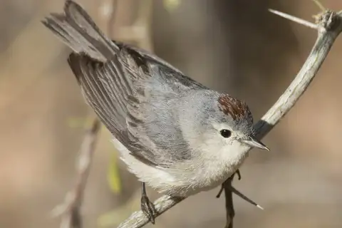 Lucy's Warbler